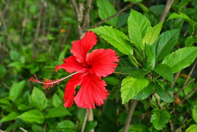 Chung hoa nay ngay Tet, coi chung tan gia bai san-Hinh-11