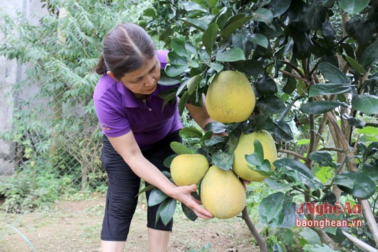 Diem danh hoa qua que hut khach dip Tet-Hinh-8