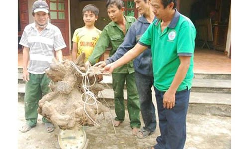 Xon xao cu khoai vac quai di, khong lo