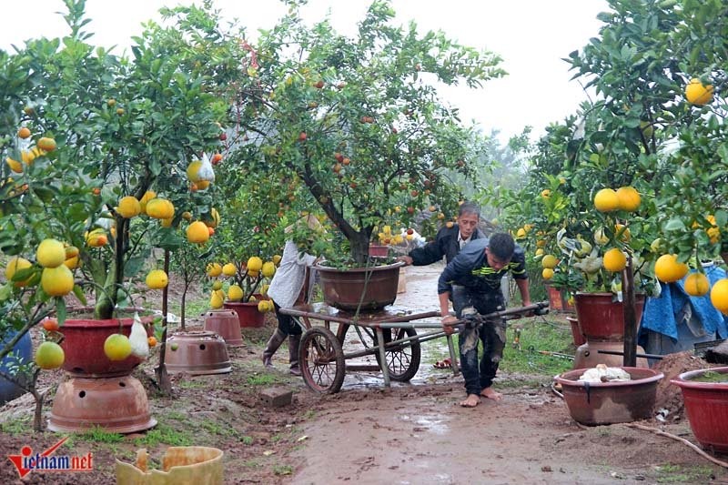 Cay ngu qua ngay tet ghep 9 loai qua gay sot o Ha Noi-Hinh-16