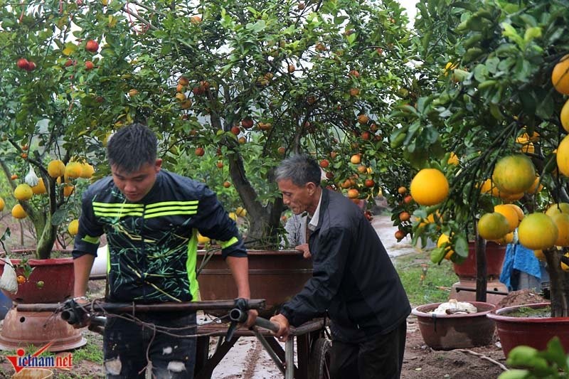 Cay ngu qua ngay tet ghep 9 loai qua gay sot o Ha Noi-Hinh-17