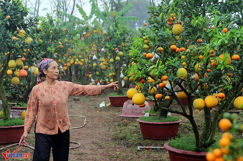 Cay ngu qua ngay tet ghep 9 loai qua gay sot o Ha Noi-Hinh-3