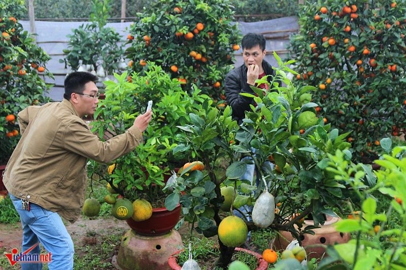 Cay ngu qua ngay tet ghep 9 loai qua gay sot o Ha Noi-Hinh-4