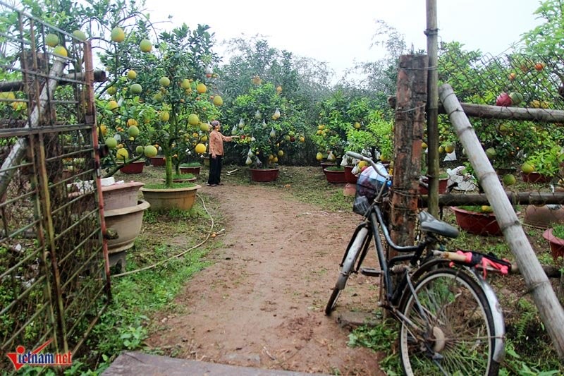 Cay ngu qua ngay tet ghep 9 loai qua gay sot o Ha Noi-Hinh-7