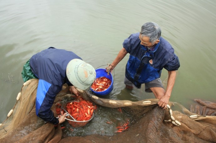 Lang chai vung nui lai 