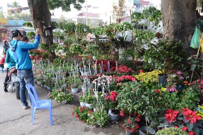 5 cho hoa noi tieng Ha Noi nen ghe tham trong dip Tet-Hinh-8