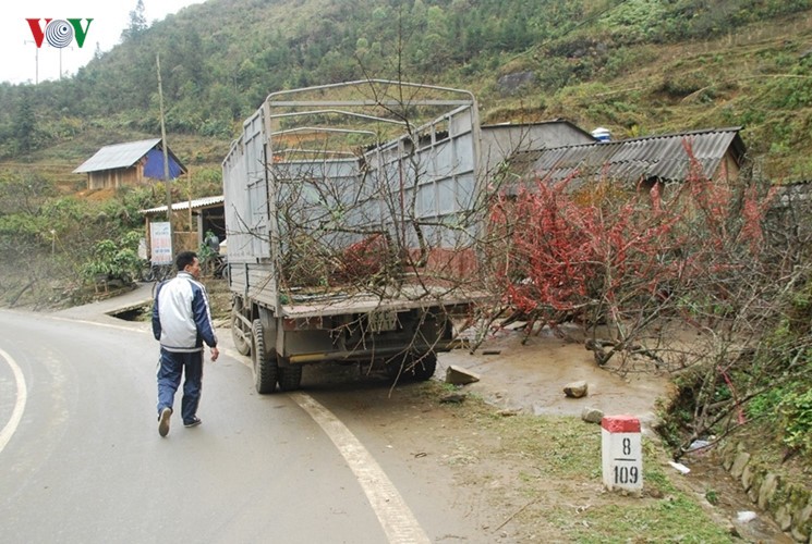 Dao rung Sa Pa ron rang xuong pho-Hinh-15