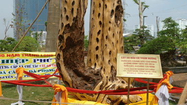 Khach choi xuan no nuc ngam loai cay quy nhu vang-Hinh-9