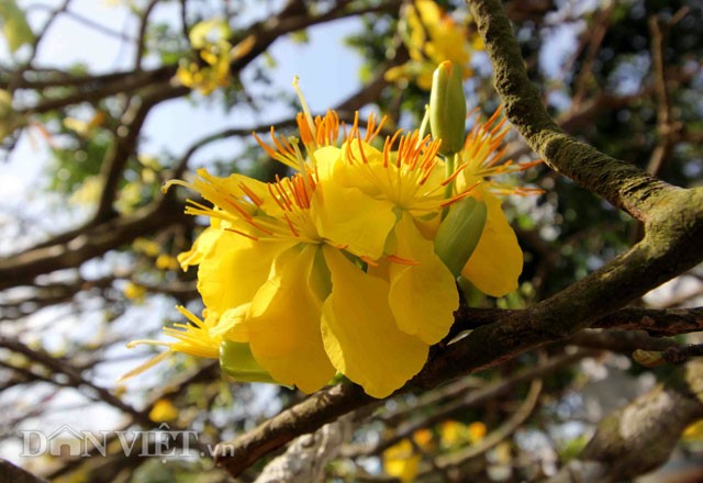 Ngam cay mai khung tien ty phai dung xe cau van chuyen o Can Tho-Hinh-6