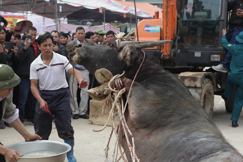 Do mau tim ngoi vuong tai le hoi choi trau co xua nhat VN-Hinh-11