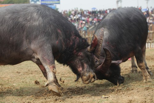 Do mau tim ngoi vuong tai le hoi choi trau co xua nhat VN-Hinh-4