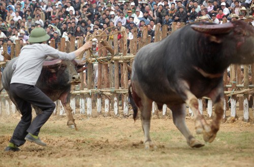 Do mau tim ngoi vuong tai le hoi choi trau co xua nhat VN-Hinh-6