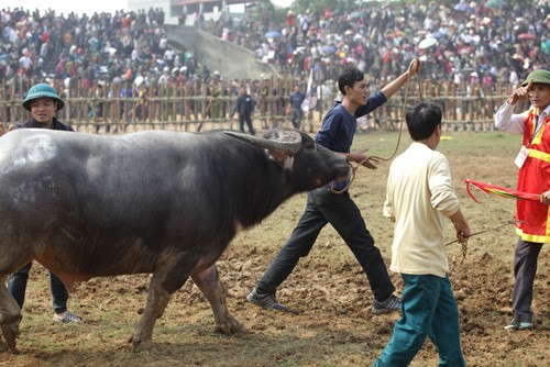 Do mau tim ngoi vuong tai le hoi choi trau co xua nhat VN-Hinh-8