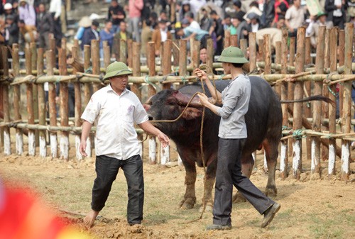 Do mau tim ngoi vuong tai le hoi choi trau co xua nhat VN-Hinh-9