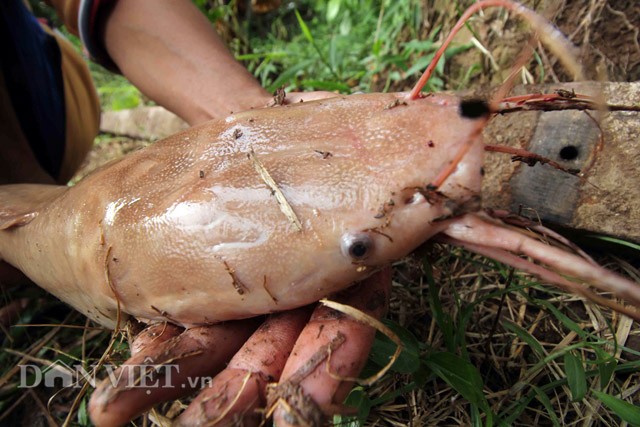 Anh nong dan Can Tho nuoi ca tre mau hong phan de ...ngam-Hinh-2