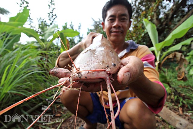 Anh nong dan Can Tho nuoi ca tre mau hong phan de ...ngam-Hinh-3