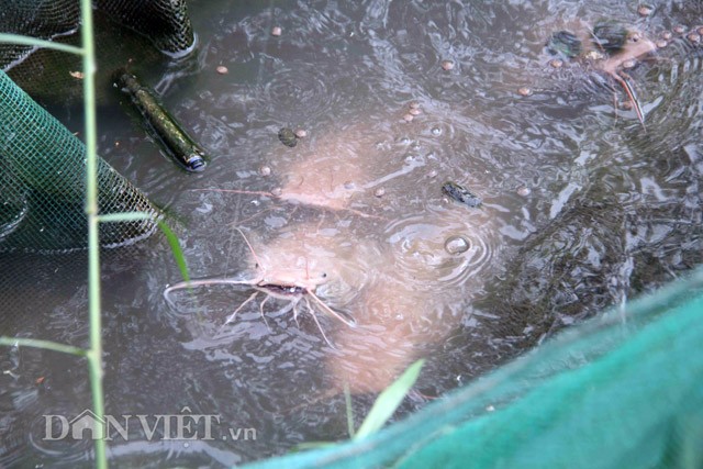 Anh nong dan Can Tho nuoi ca tre mau hong phan de ...ngam