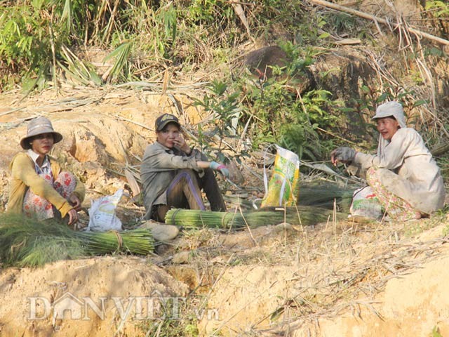 Quang Ngai: Mua “loc rung” kem vui vi mua lanh-Hinh-3