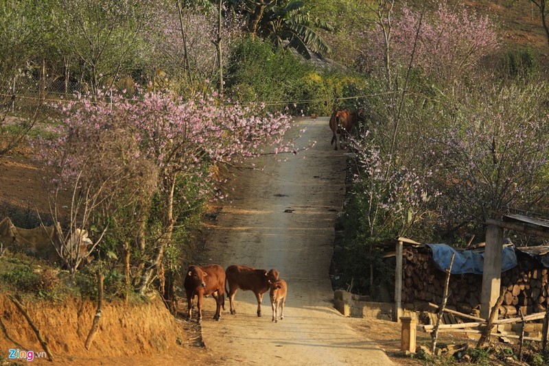 Canh Moc Chau dep nhu tranh nhung ngay dau xuan-Hinh-5