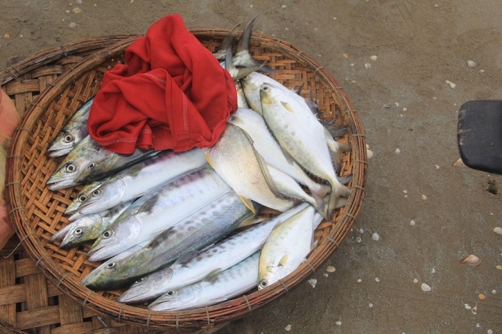 Ngu dan Ha Tinh thu bac trieu moi ngay tu “loc bien“-Hinh-6