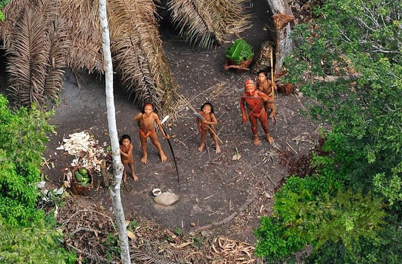 “Dung toc gay” voi loat bi an trong rung gia Amazon-Hinh-11