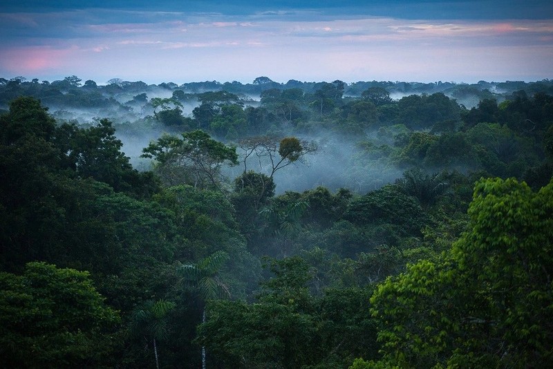 “Dung toc gay” voi loat bi an trong rung gia Amazon-Hinh-2