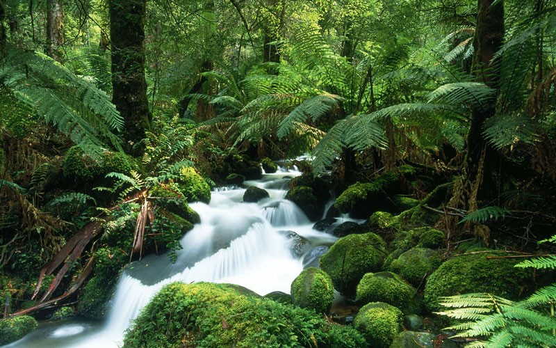Sướng không thể tả với 10 khu rừng đẹp nhất thế giới