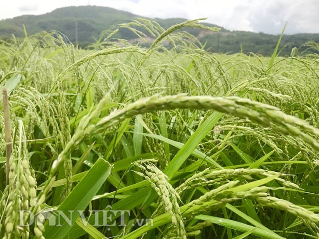 Nep “tien vua” - dac san Sa Huynh trong de hay kho?-Hinh-2