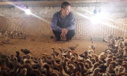 Nguoi nuoi ga dieu dung vi H7N9: Ga Yen The that thu