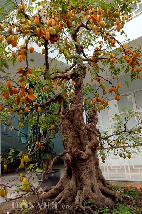 Cap khe bonsai ra qua tu goc toi dinh ngon gay sot-Hinh-2