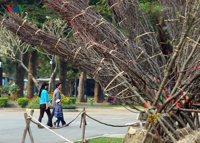 Nhung cay hoa anh dao Nhat Ban duoc chuyen ve vuon hoa Ly Thai To