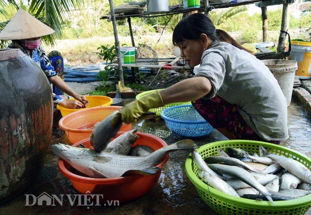 Doc dao dung re cay thuoc ca de bat ca-Hinh-10