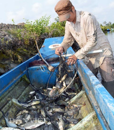 Doc dao dung re cay thuoc ca de bat ca-Hinh-6