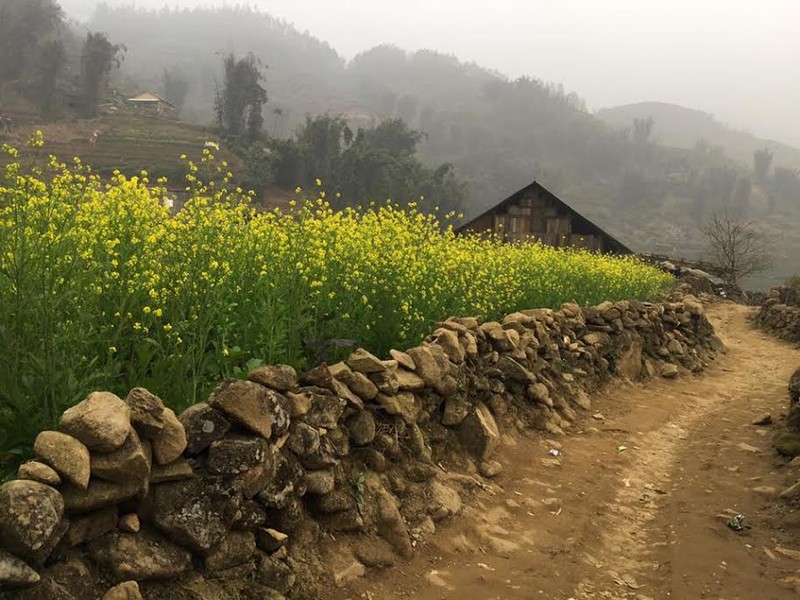 Dong hoa cai o ban Cat Cat “hut hon” khach den Sa Pa