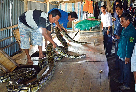 Chan nuoi kieu la doi: Bat mach, nau thuoc nam cho tran