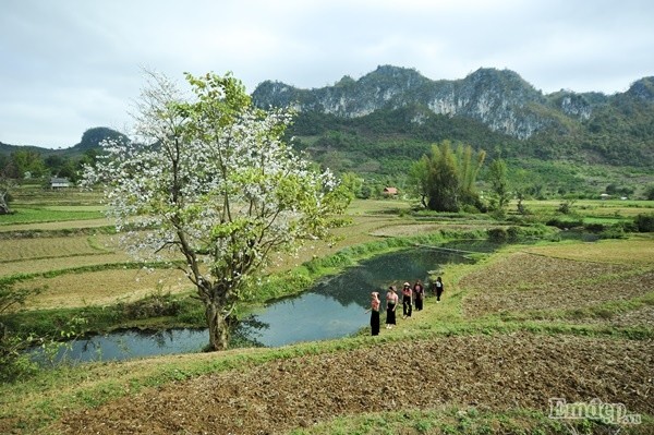 Moc Chau xuan tinh quyen ru mua hoa ban bung no-Hinh-6