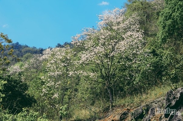 Moc Chau xuan tinh quyen ru mua hoa ban bung no