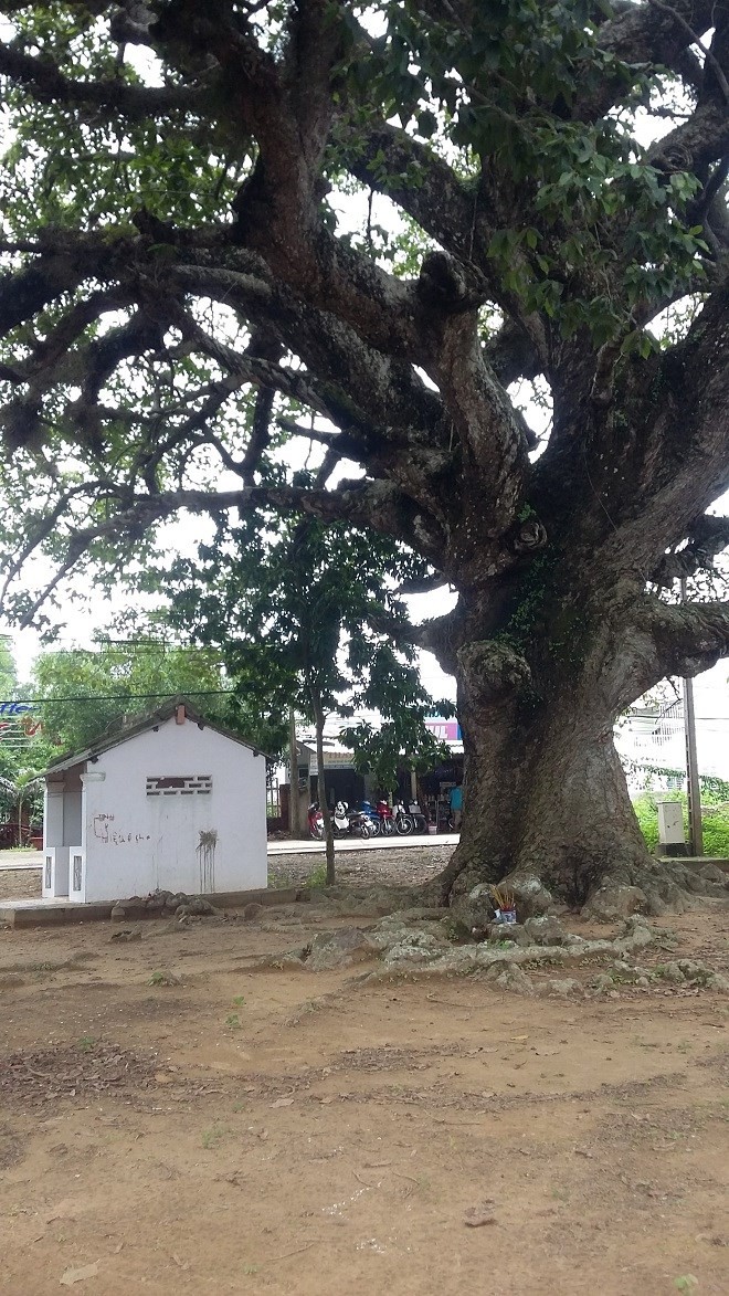 Chuyen la kho tin quanh cay dau rai trong nguoc-Hinh-3