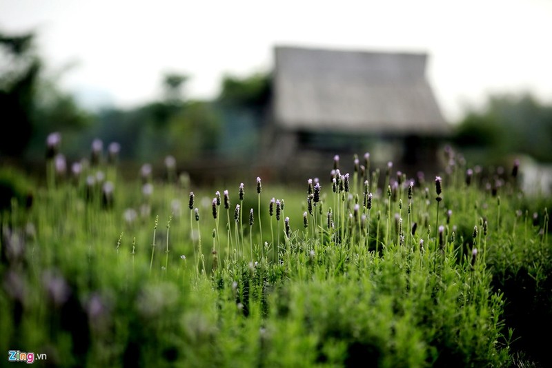 Thich mat ngam canh dong hoa lavender dau tien o Ha Noi-Hinh-3