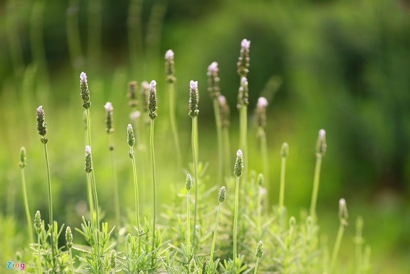 Thich mat ngam canh dong hoa lavender dau tien o Ha Noi-Hinh-4