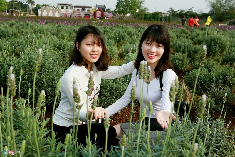 Thich mat ngam canh dong hoa lavender dau tien o Ha Noi-Hinh-7