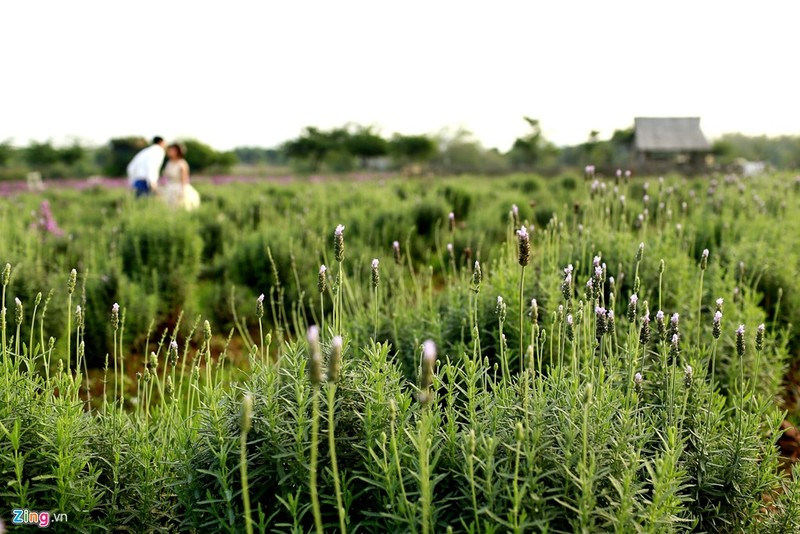 Thich mat ngam canh dong hoa lavender dau tien o Ha Noi