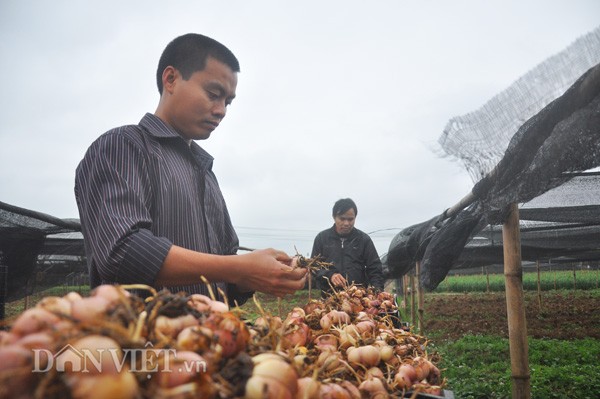 Cach trong hoa lily: loai hoa dep nhat the gioi