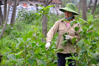 Trang trai lon rung sach “khung” 12.000 con o Ha Noi-Hinh-5