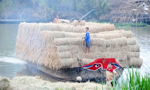 La lung: Thuong lai tranh nhau thu mua rom tuoi