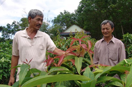 Ly ky chuyen 2 lao nong vao rung tim rau rung vang danh ca Tay Ninh