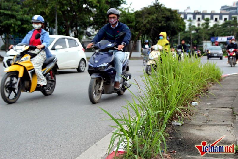 Cay dai lai moc tot um khap pho Ha Noi