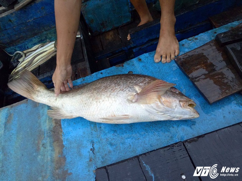 Cau duoc ca nang 7 kg nghi la ca su vang o Vung Tau-Hinh-2