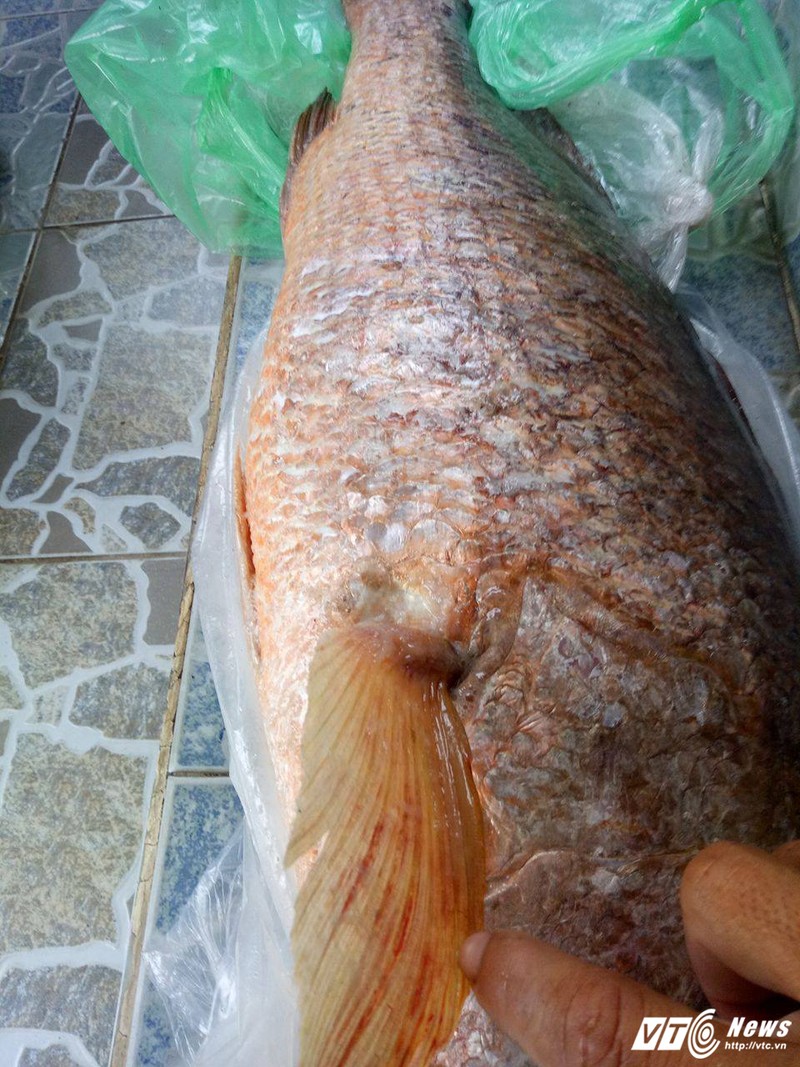 Cau duoc ca nang 7 kg nghi la ca su vang o Vung Tau