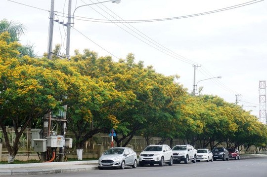 Me dam mua hoa sua “bung lua” khap nga duong-Hinh-2